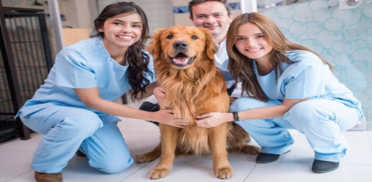 05 Dicas Para Fazer Curso de Assistente de Veterinário de Grátis