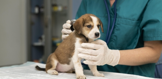 Curso de assistente veterinário – Saiba como fazer gratuitamente